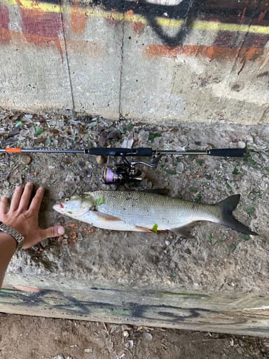 Язь, Жерех — Черноголовка, 25 июн. 2023 г.