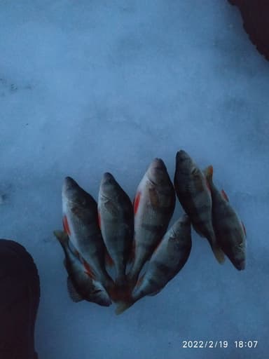 Окунь — Дон, 18 апр. 2023 г.