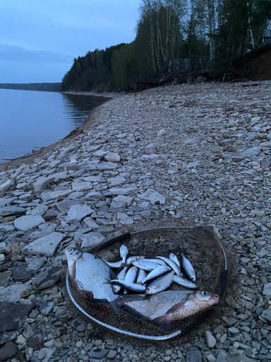 Лещ — Кама, 13 мая 2023 г.