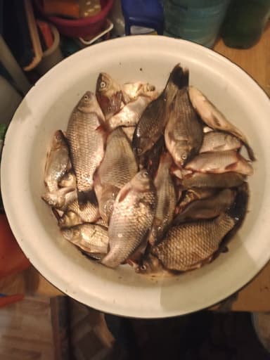 Щука — Скачки, 26 окт. 2021 г.