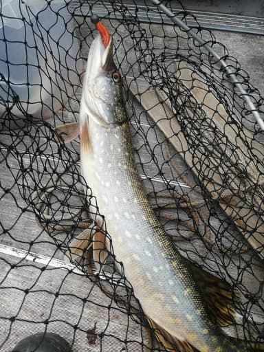 Щука — Волхов, 29 мая 2021 г.