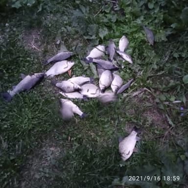 Окунь — Щекинское, 7 апр. 2022 г.