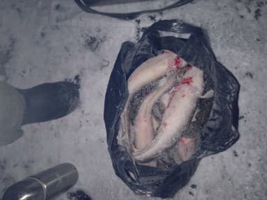 Налим — Волга, 5 мар. 2023 г.
