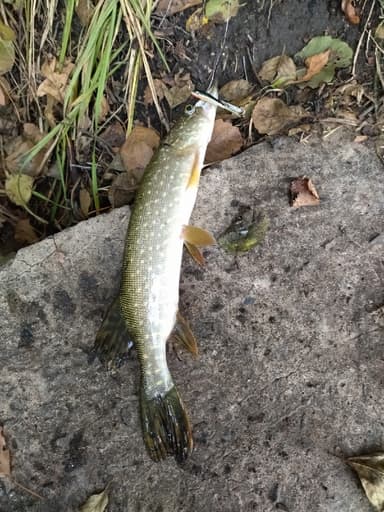Плотва, Уклейка — Усманка, 11 мая 2021 г.