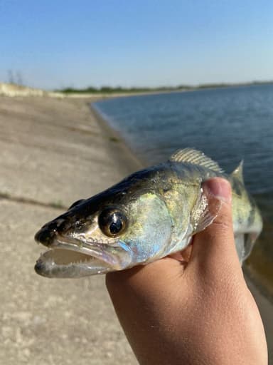 Окунь, Судак — Матырское, 6 июн. 2023 г.