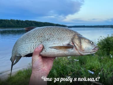 Жерех — Волга, 27 июл. 2023 г.