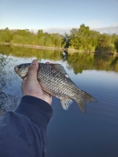Карась — Водосброс р. Воронеж, 11 мая 2023 г.
