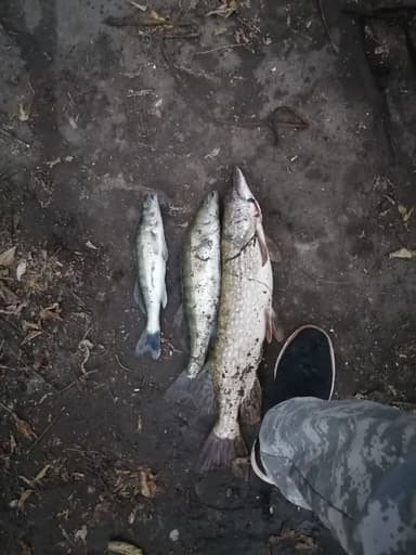 Щука — Водосброс р. Воронеж, 27 сент. 2023 г.