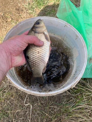 Карась, Карп — Яицкое, 22 апр. 2023 г.