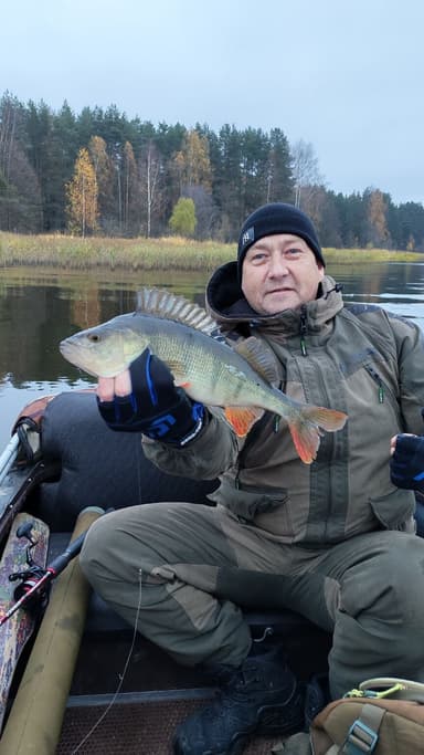 Щука, Окунь — Волга, 26 окт. 2025 г.