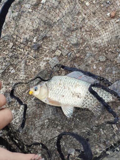 Карась — Дон, 3 июн. 2025 г.