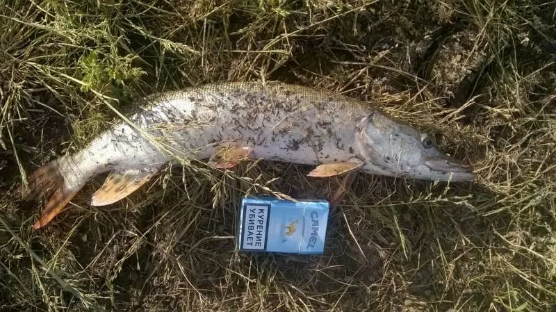 Щука