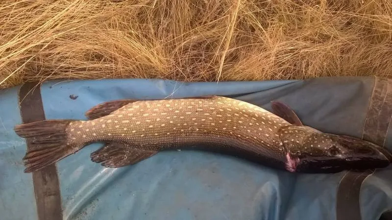 Щука