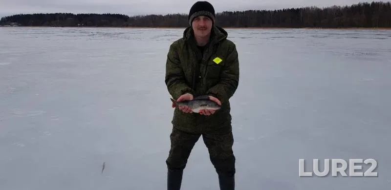 Окунь, Щука