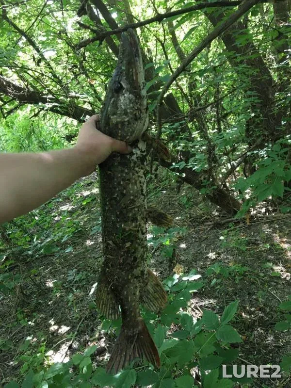 Щука