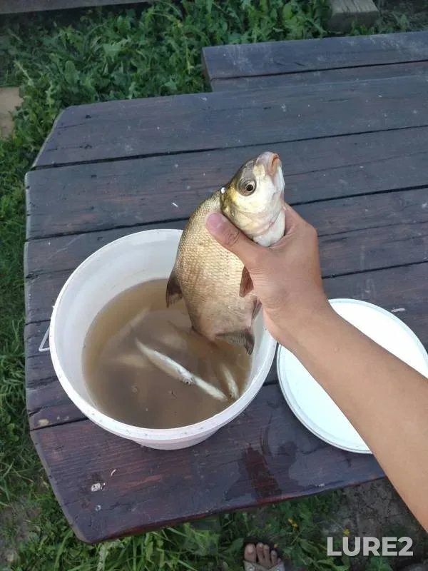 Лещ