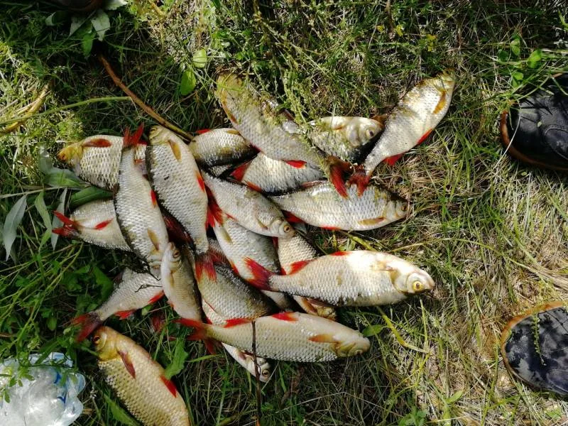 Красноперка