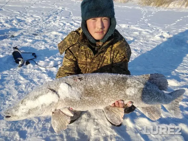 Щука — Колутон, 12 янв. 2019 г.