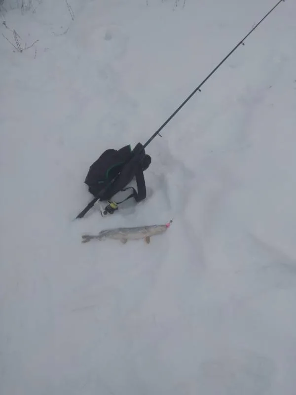 Щука