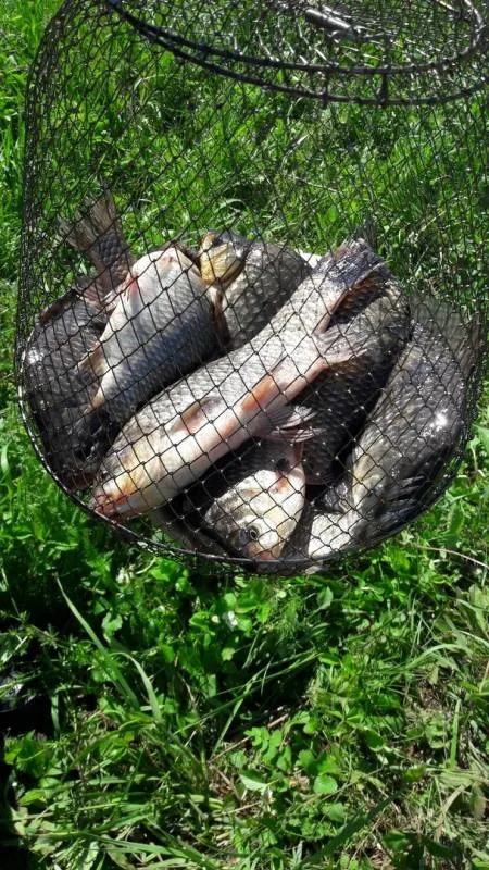 Карась