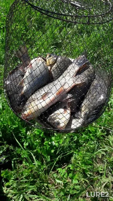Карась — Сепычевский, 02 июн. 2019 г.