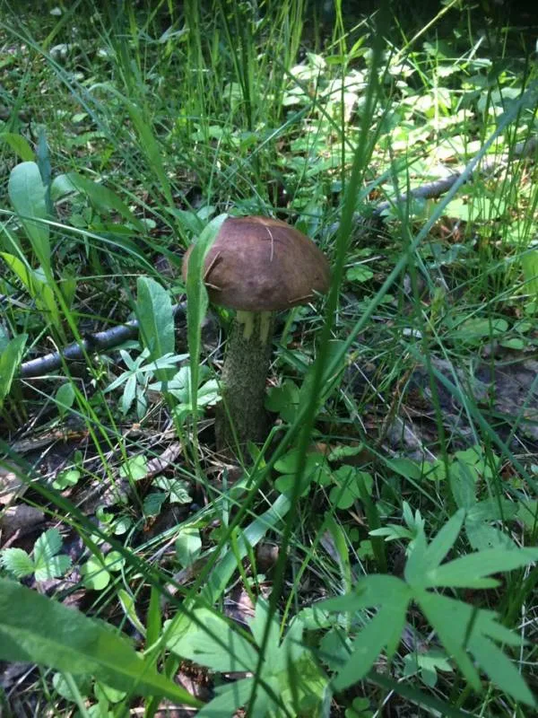 Карась, Окунь