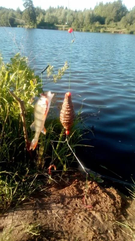 Окунь
