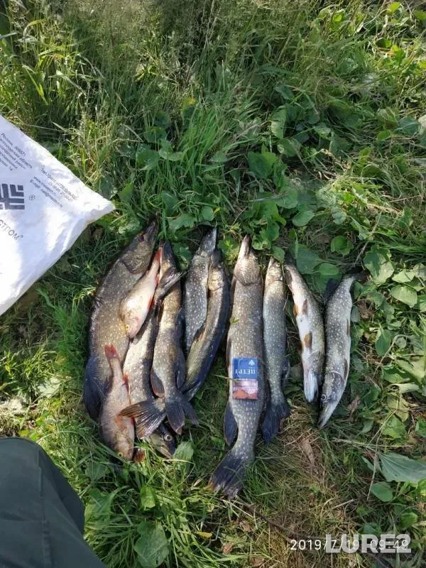 Окунь, Щука — Кама, 19 июл. 2019 г.