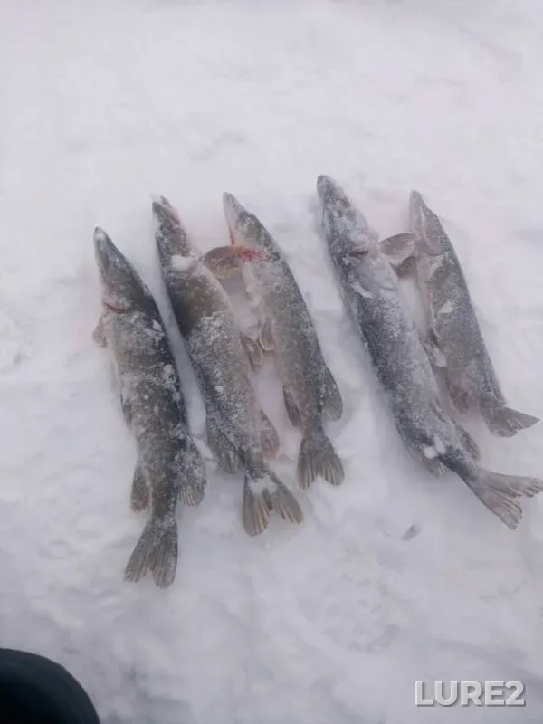 Щука — Ленинградская область, Выборгский район, 24 дек. 2018 г.