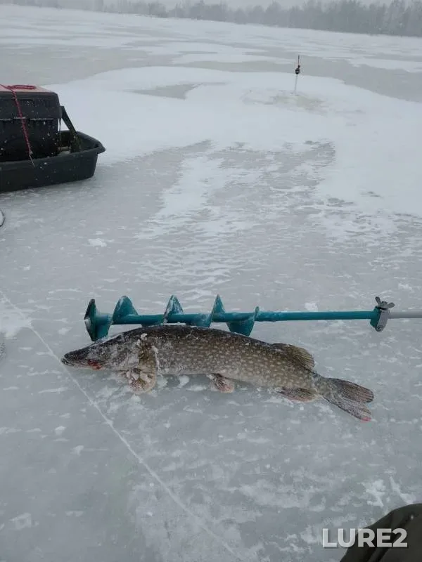Щука — Волга, 08 мар. 2019 г.
