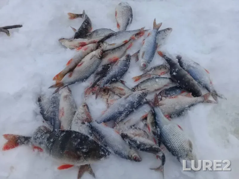 Голавль, Окунь — Волга, 03 мар. 2019 г.