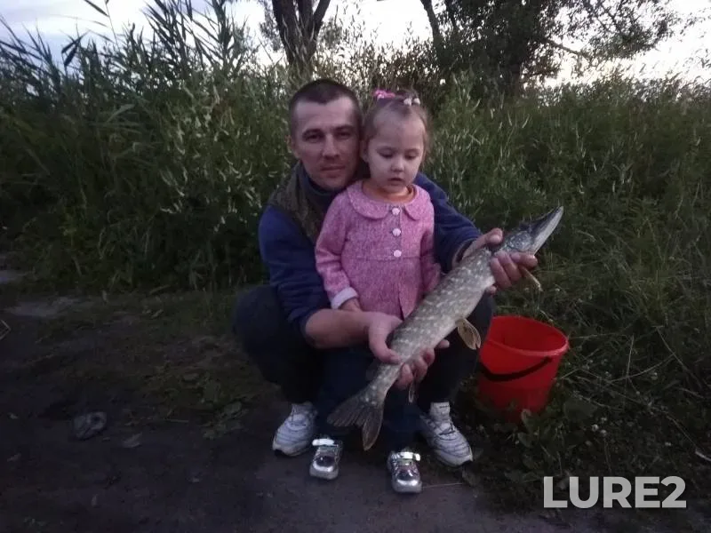 Щука