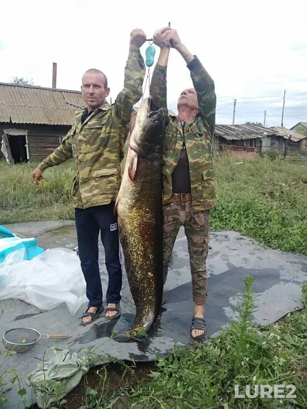 Сом — Волгоградская область, 07 авг. 2019 г.