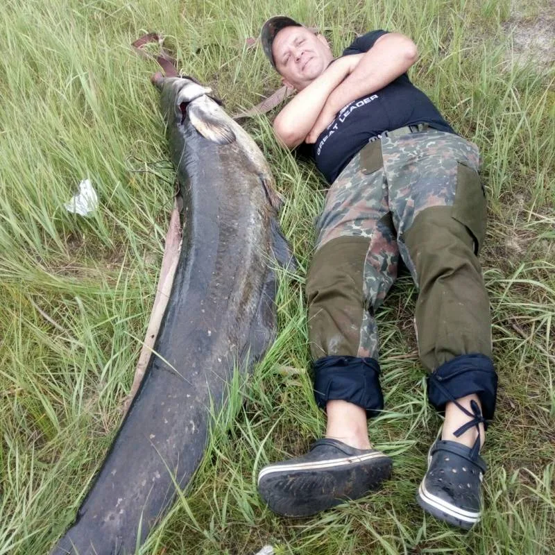 Сом