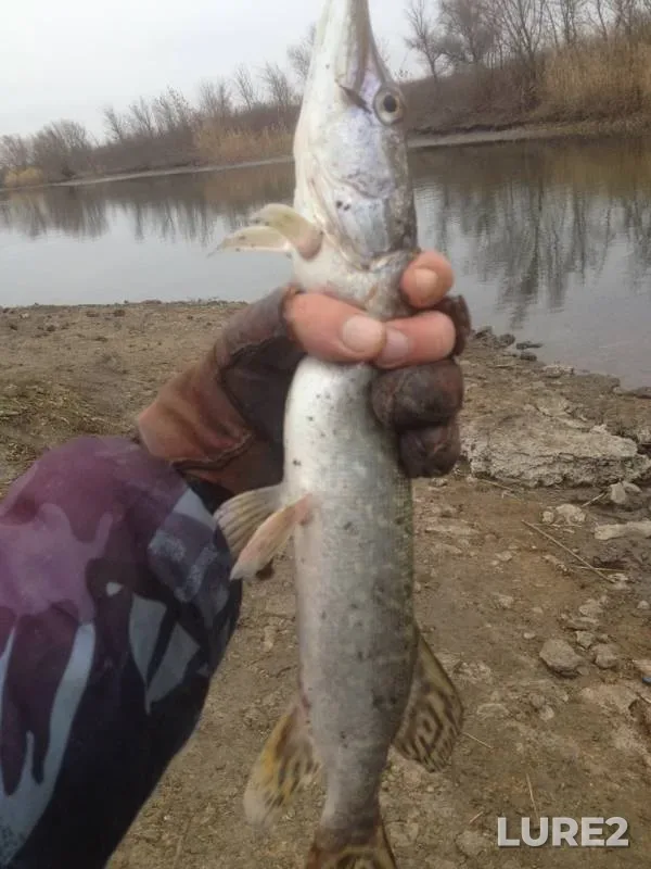 Окунь, Щука