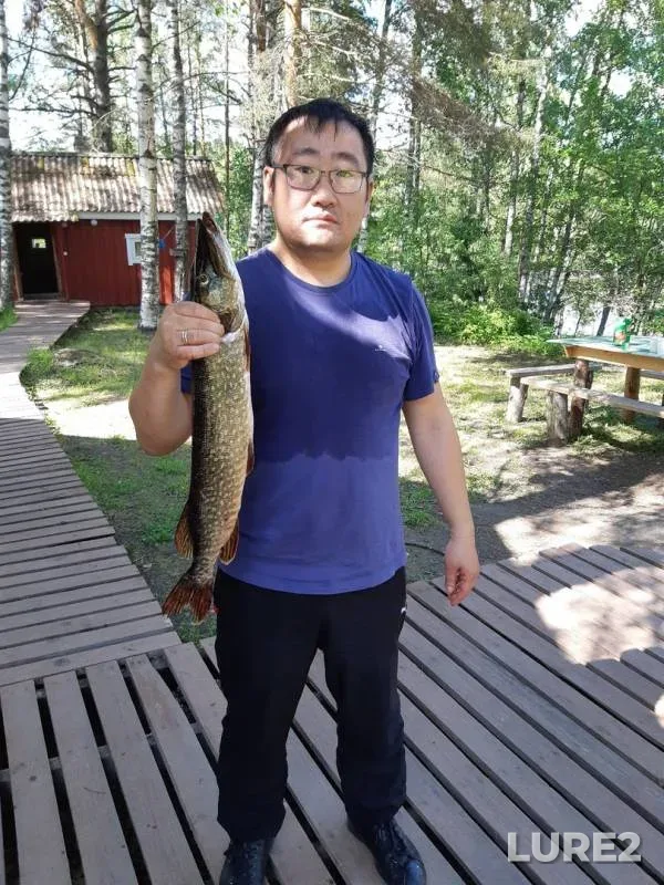 Лещ, Щука