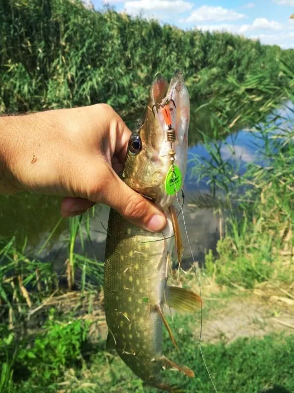 Окунь, Щука