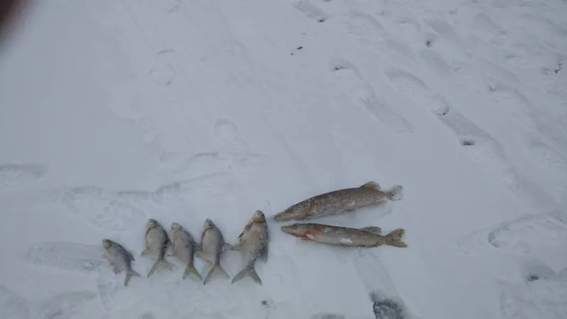 Лещ, Щука