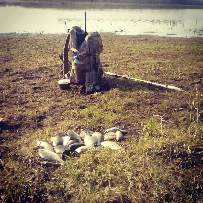 Карась