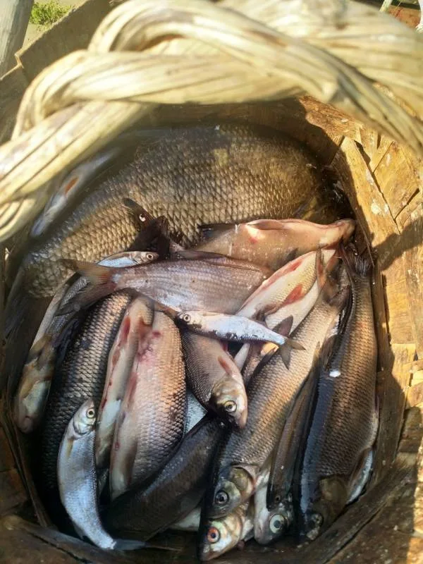 Лещ