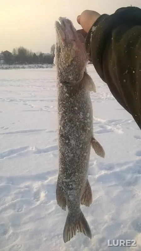 Щука — Київська область, 22 янв. 2016 г.