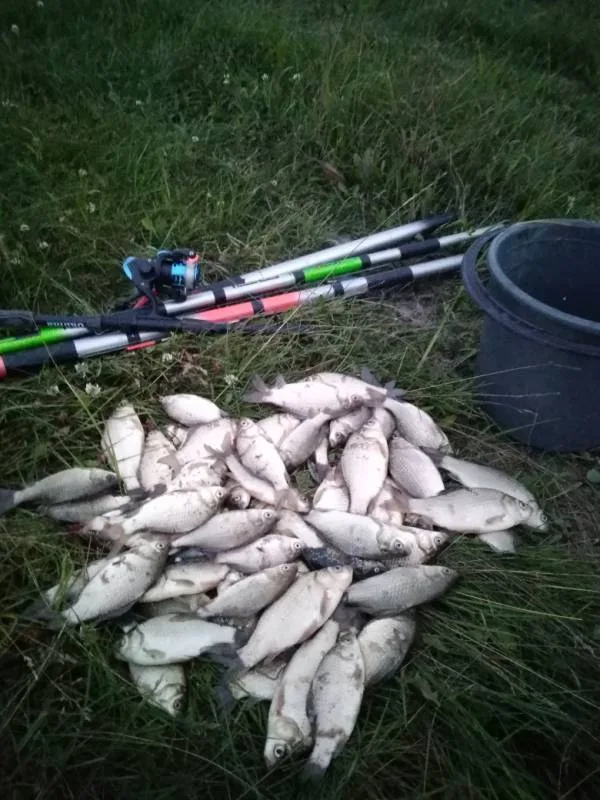 Карась