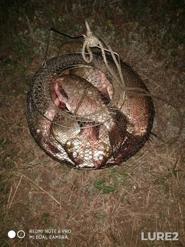 Лещ — Волга, 08 сент. 2019 г.