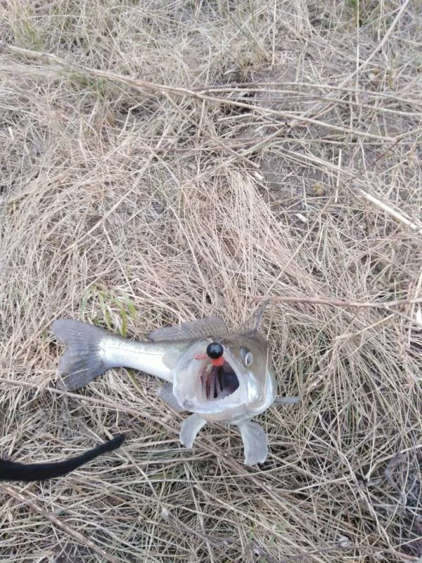 Щука