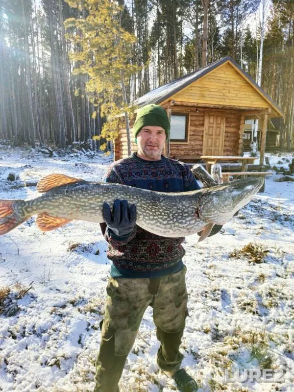 Щука