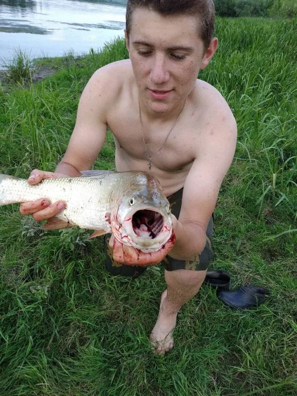 Жерех