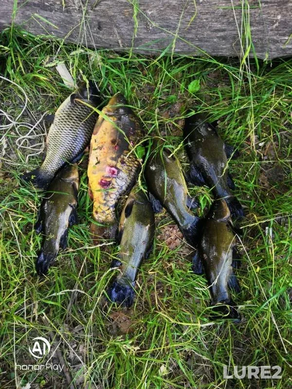 Карп, Линь — Ольховка, 18 июн. 2019 г.