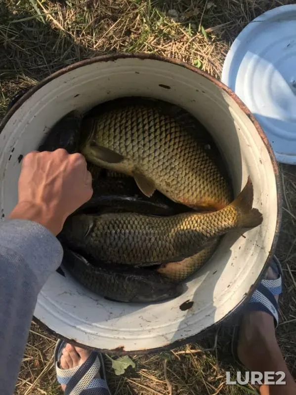 Карп — Дон, 18 авг. 2019 г.
