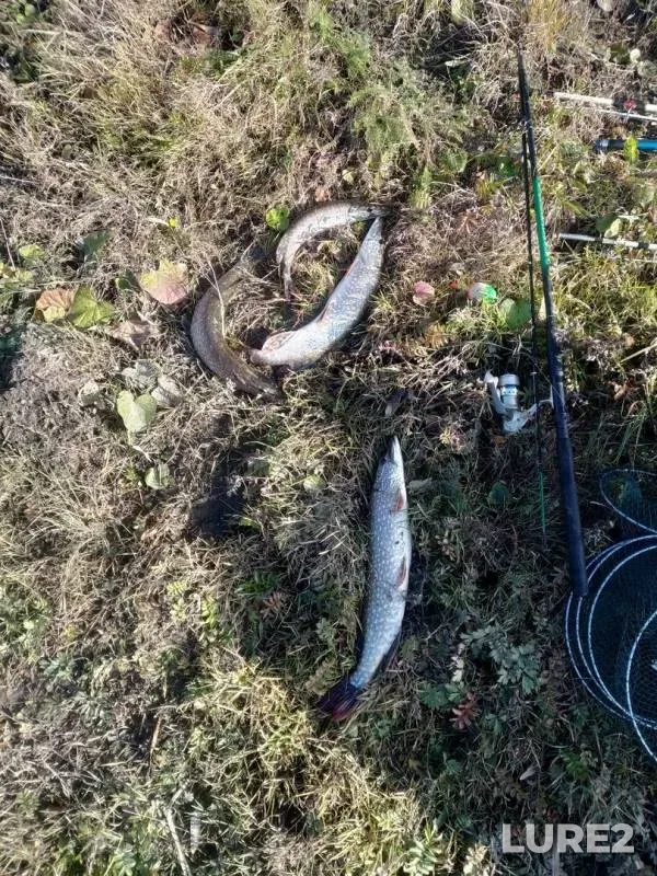 Щука — Юрюзань, 08 окт. 2019 г.