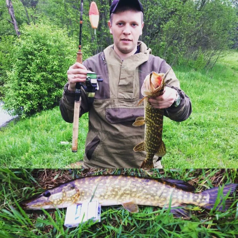 Щука
